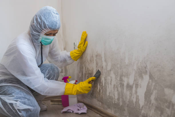 Best Basement Mold Removal  in Mansfield, MO